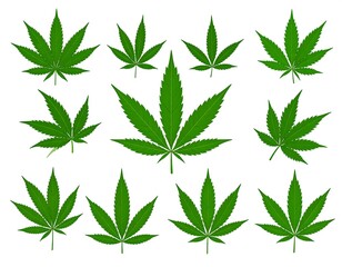 Digitally created illustration showcasing an array of bright green, detailed botanical renderings. These are isolated against a plain white background