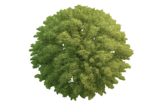Green tree with healthy foliage from top view, isolated on transparent background, showing lush canopy texture
