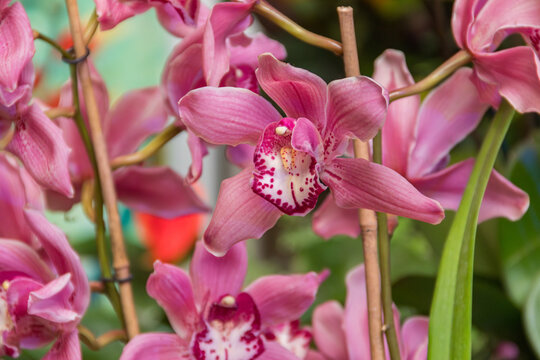 Beautiful pink boat orchid (Cymbidium) flowers