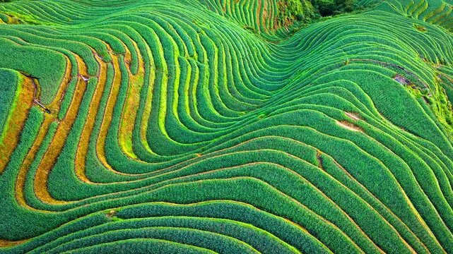Aerial shot of spectacular green rice terraced fields on mountain slopes. Famous Longji Terraced Fields natural landscape in Guilin, China. 