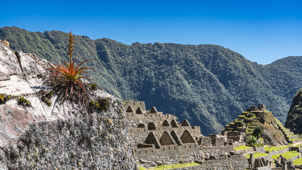 Ruins of the ancient Lost City of the Incas  Machu Picchu. Dilapidated stone buildings, terraces on the mountainslopes. A beautiful plant Tillandsia fasciculata grows on a mossy boulder. Peru. Cusco.