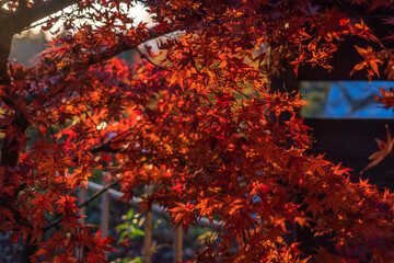 Close-Up of Colorful Japanese Maple Leaves