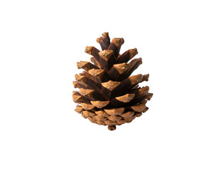 Textured cone with intricate scales on dark background