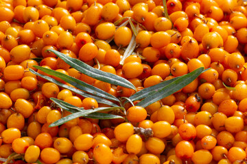 a heap of sea buckthorn berries and a leaf on top