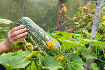 hands of gardener and a pumpkin