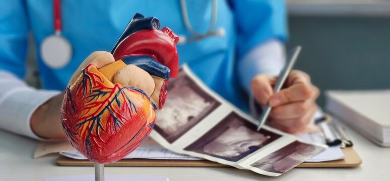 A doctor examines a detailed heart model while reviewing ultrasound images concept