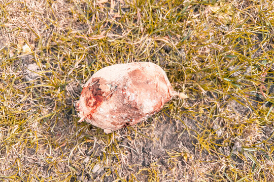 Rotten potato showing early germination