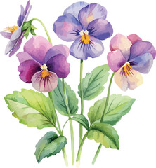 Viola Flower Botanical Watercolor Vector Illustration in Soft Pastel Colors