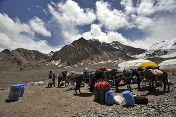 Loaded horses begin to move from the camp in the mountainous area. Horses are prepared to move from the camp in the mountains in the winter