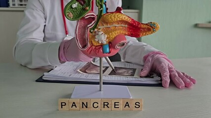 Medical professional examines a detailed model of the pancreas in a clinical setting