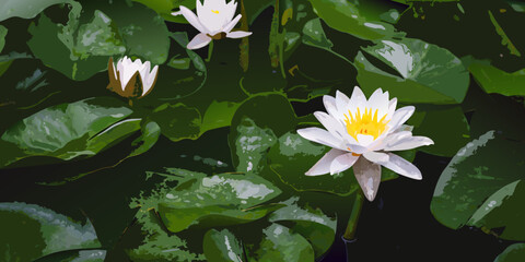 White water lilies bloom amidst lush green lily pads on a pond