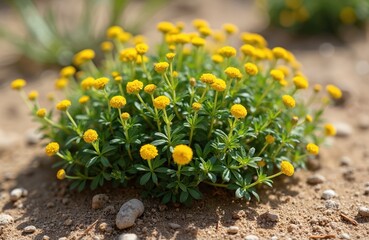 Small shrub with bright yellow flowers grows on sandy soil. Delicate green leaves and blooming tiny florets create natural pattern. Plant thrives near coast in sunny weather.
