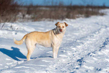 White dog standing on a winter road. Walking with a dog outside the city.