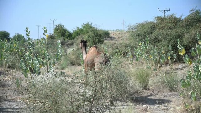 Camel wanders in Tharparkar Sindh field 