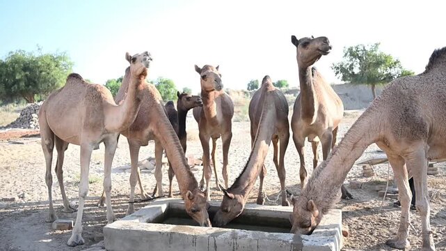 Heard of camels drinking water in Tharparkar Sindh desert