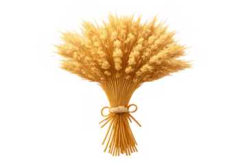 Golden wheat sheaf bundle for harvest and agriculture celebrating autumn crops, food, and farming