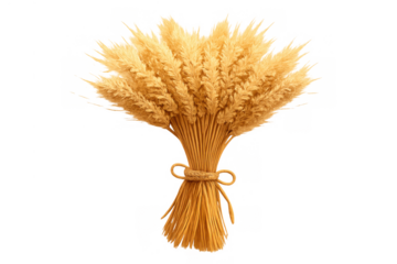 Golden wheat sheaf bundle for harvest and agriculture concept, symbolizing abundance and natural food