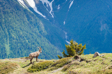 Fototapeta premium A wild ibex stands on a grassy mountain ledge, gazing over a deep green forested valley with distant snow patches and bright natural light.