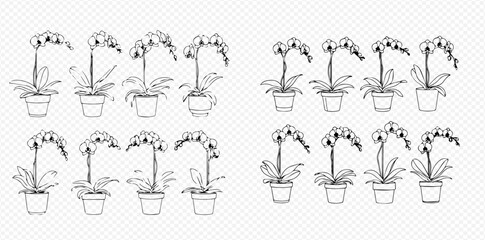 Set of hand-drawn orchid plants in pots, black and white outline illustrations. © Akun