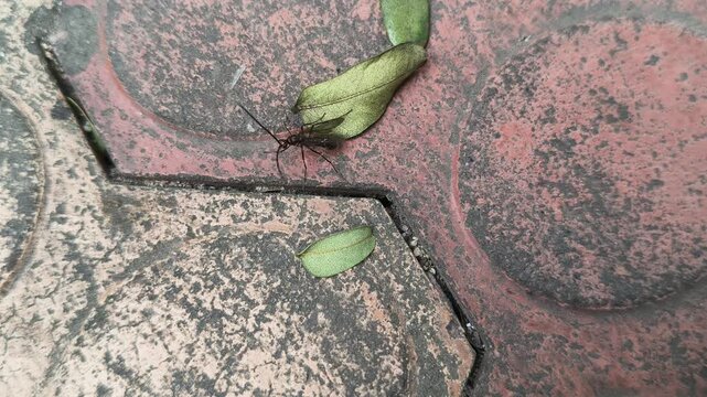 Lchneumonidae wasps. Its common names&nbsp;ichneumon wasps,&nbsp;ichneumonid wasps,&nbsp;ichneumonids and&nbsp;Darwin wasps. This is a&nbsp;family&nbsp;of&nbsp;parasitoid wasps&nbsp;of the insect order&nbsp;Hymenoptera. 