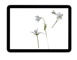 White blossoms float in digital space on a black tablet