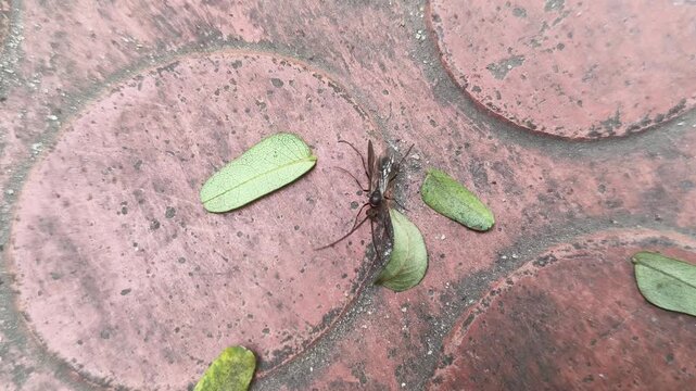 Lchneumonidae wasps. Its common names&nbsp;ichneumon wasps,&nbsp;ichneumonid wasps,&nbsp;ichneumonids and&nbsp;Darwin wasps. This is a&nbsp;family&nbsp;of&nbsp;parasitoid wasps&nbsp;of the insect order&nbsp;Hymenoptera. 