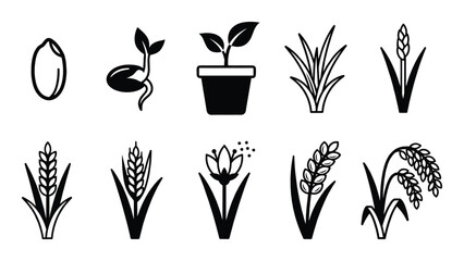 Fototapeta premium Rice plant growth stages. Vector line art icons depict seed, sprout, seedling, mature, grain development.