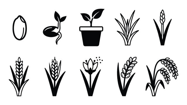 Rice plant growth stages. Vector line art icons depict seed, sprout, seedling, mature, grain development.