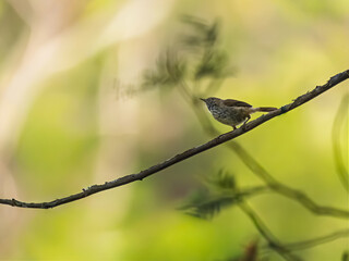 Fototapeta premium Head Up Scrub Wren On Thin Branch