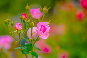 Fototapeta premium ピンク薔薇