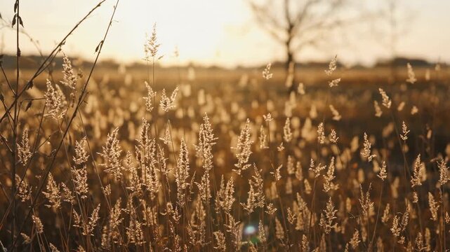 Naturally inspired Golden hour sunlight over a peaceful autumn meadow with wild grass gently moving in the breeze. Soft backlight, warm tones, and natural bokeh create a calm and relaxing nature backg