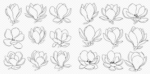 Set of beautiful hand-drawn magnolia flower illustrations in various styles and angles. © Akun
