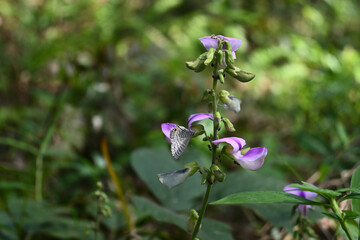 A Common Cerulean butterfly is attempting to obtain nectar from a flower in a Kudzu flower