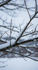 Snow covered tree branches against a blurred winter background