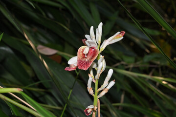 View of a Snap Ginger flower that is blooming on a flower inflorescence