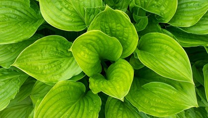Vibrant Green Hosta Leaves Unfurling in a Garden.