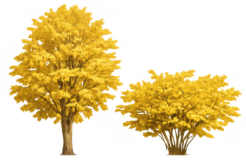 Autumn ginkgo tree and bush with vibrant yellow foliage, illustrating seasonal change and natural beauty