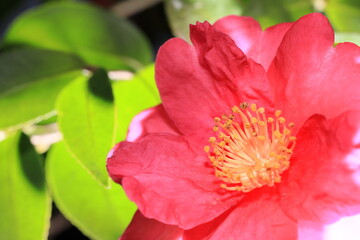 日本の冬に咲いたサザンカ