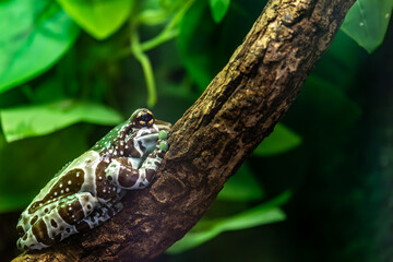 A frog on a tree trunk in close-up.