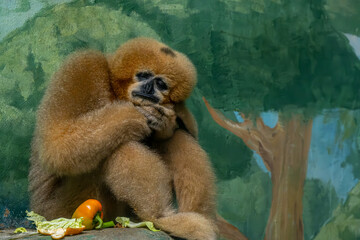 Obraz premium Monkey in the zoo close-up.