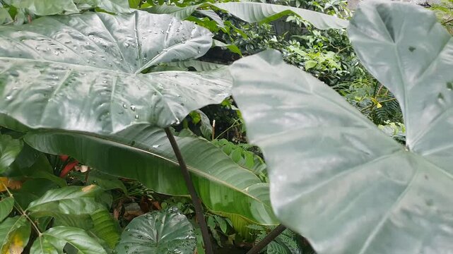 Rainwater on black taro leaves swaying in strong wind