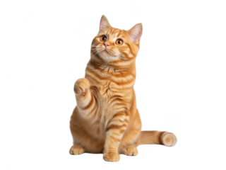 An adorable orange tabby cat sitting on its hind legs with one paw raised curiously isolated on transparent background