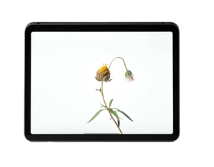 Single wilting flower with yellow top on tablet screen