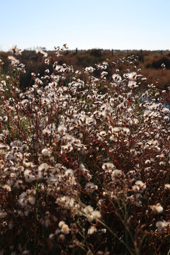 Fleurs de coton