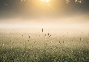 Gentle glowing light filters through mist and hazy soft focus effects over a serene natural meadow backdrop creating an abstract feeling, calm, field, wallpaper
