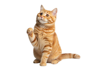 Obraz premium Cute orange tabby cat sitting isolated on transparent background looking up