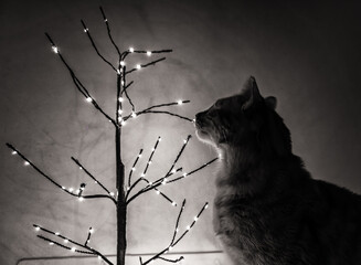 Cat with LED lights