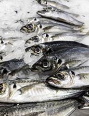 Raw sardines in a fish shop