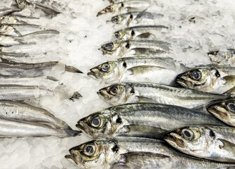 Raw sardines in a fish shop
