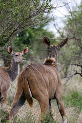 Fototapeta premium Two kudu standing among green trees and bushes in the wild, showcasing African wildlife and natural habitat. Rear view